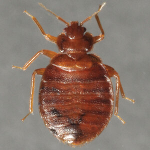 Fundraising Page: QDB Bed Bugs